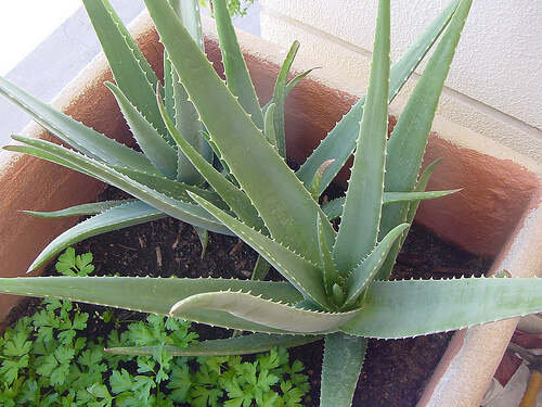 aloe_vera