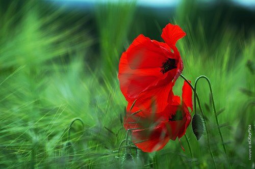 Roed blomst