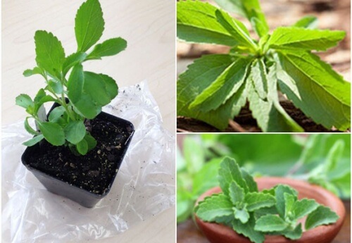 Lav dit eget sødemiddel: dyrk dit eget stevia derhjemme