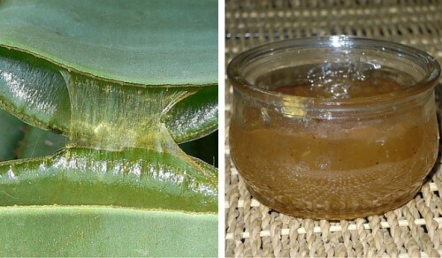 Hvordan du laver en sund aloe vera gelé