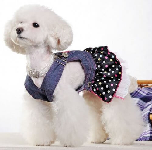 Jeans toej paa en hund