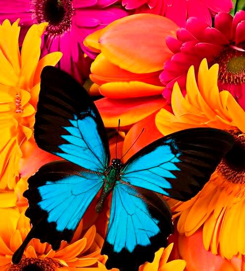 blomster_sommerfugl