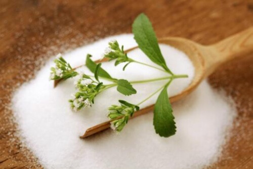 Sådan dyrker du dit eget stevia derhjemme