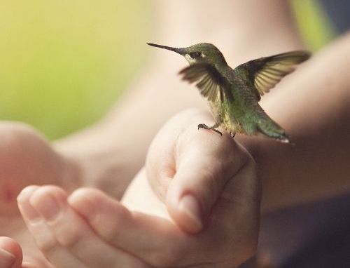 Kolibri der sidder paa et par haender