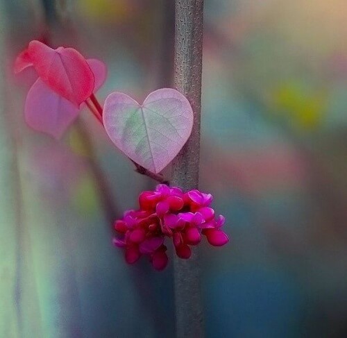 Hjerteformet blomst