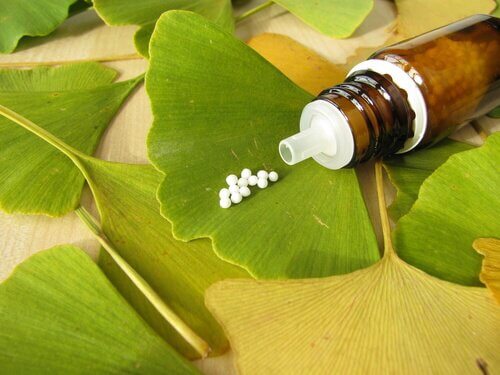 ginkgo_biloba