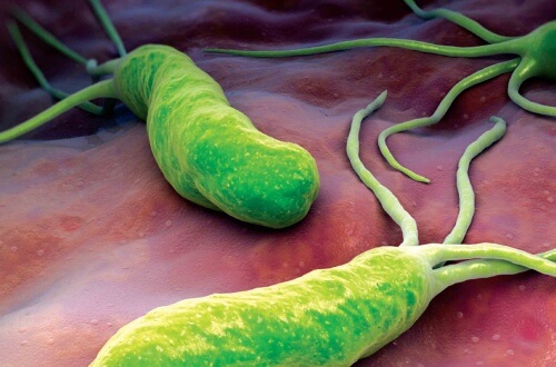 Denne bakterie forårsager smerte, oppustethed og diarré