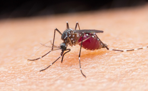 4 usædvanlige tips til at undgå myg