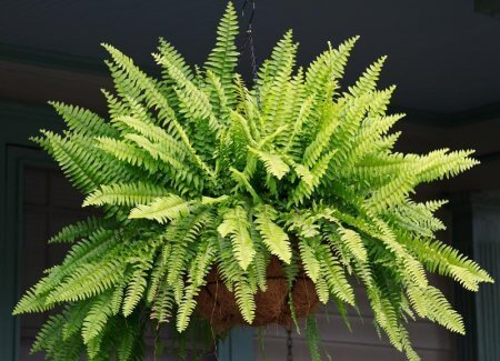 Stue plante