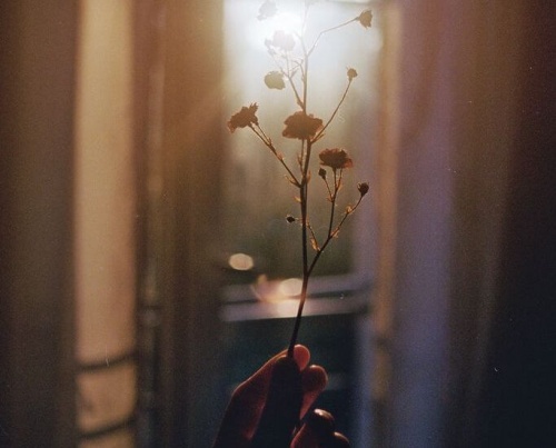 Blomst i solskind