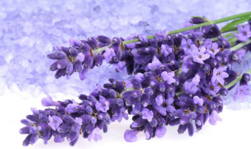 Lavendel