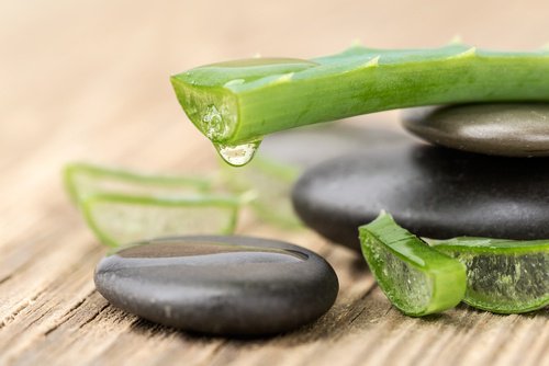Aloe vera