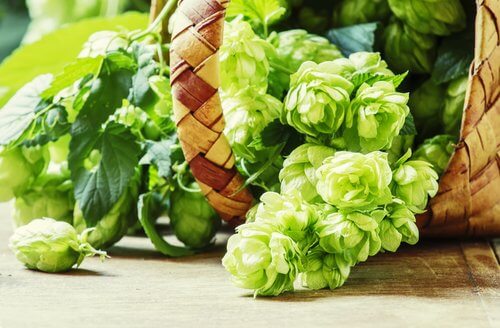 Humleblomst