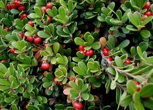 Melbaer planten