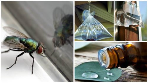 7 hjemmelavede løsninger mod fluer