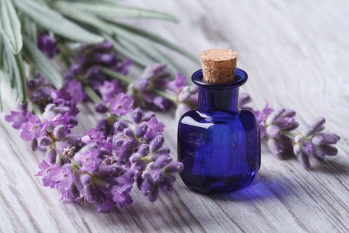 Lavendel - naturlig behandling af lus