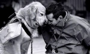 Sådan kan en hund behandle hjemve