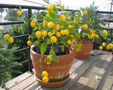 Citrontraer
