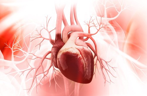 Hjertekarsystem