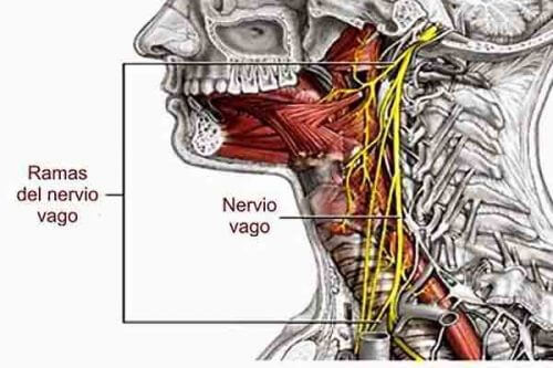 Væk din vagusnerve og få en sund krop gennem vejrtrækningen.