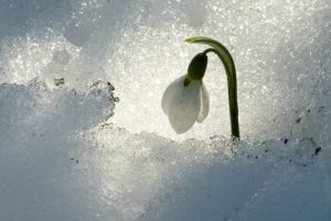 "Sisu", den fantastiske finske strategi til svære tider