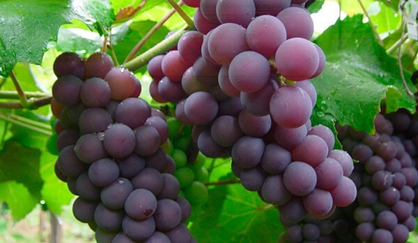 Vindruer