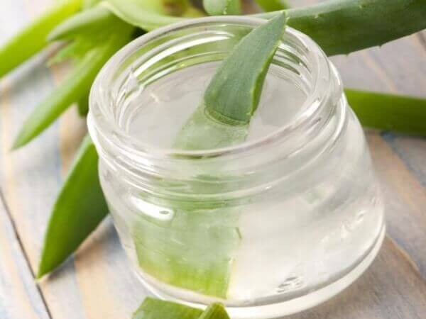 Aloe vera til at behandle liggesår