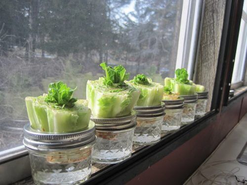 Salat i et vindue