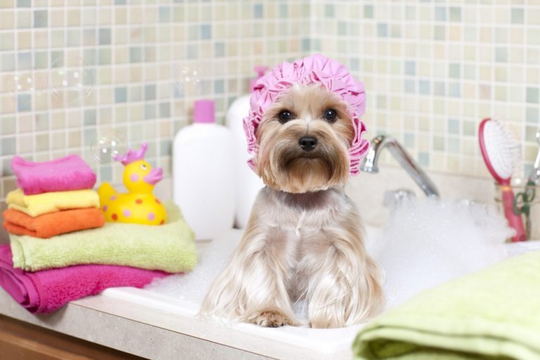 Hund med badehaette