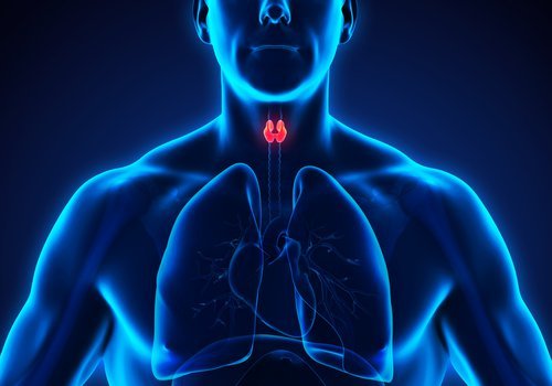 skjoldbruskkirtel - hvad er Hypothyroidisme