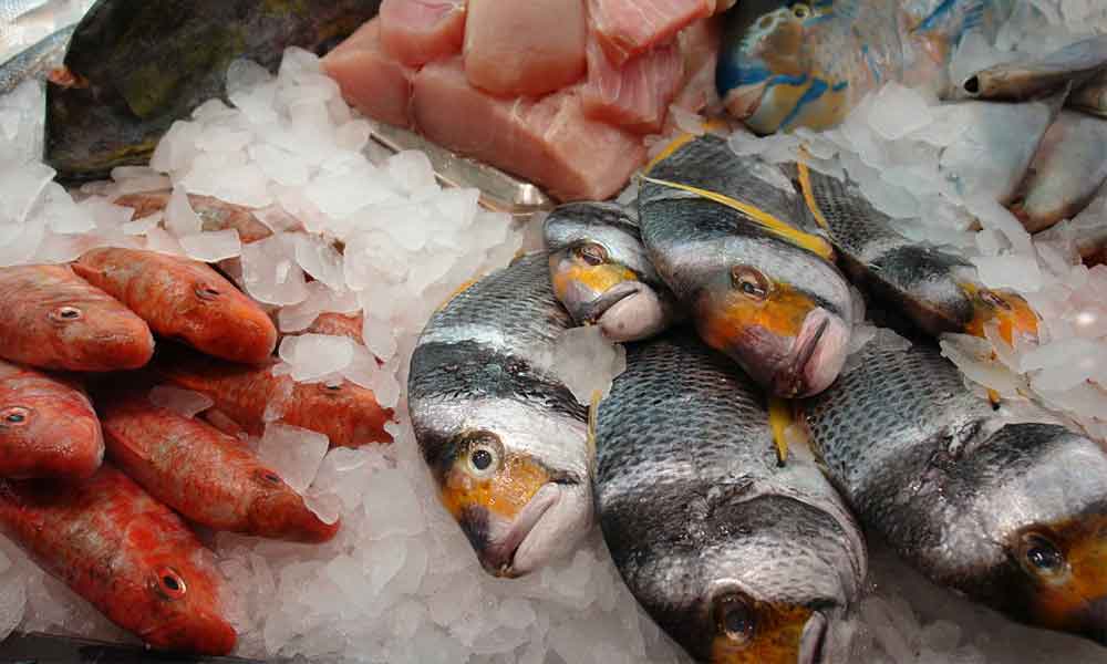 Forskellige typer fisk