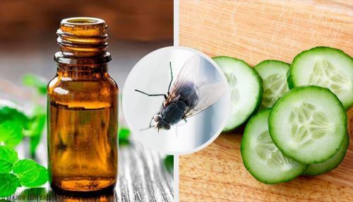 Hold fluer væk med disse 7 naturlige midler