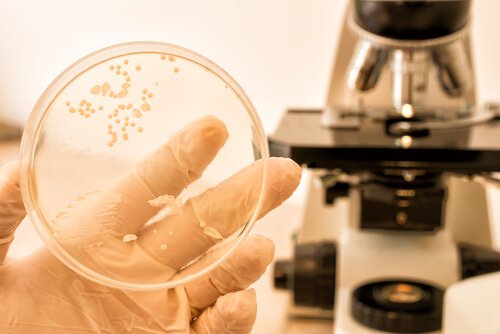 Petriskaal med bakterier