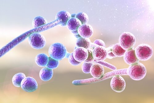 Candida spp er en gruppe af candida, der dannes af gaerlignende svampe