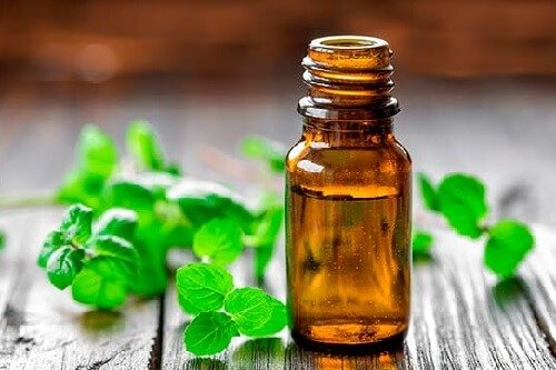 Fluer flygter fra lugten af mynteplanter.