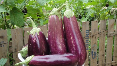 10 sundhedsfordele ved aubergine