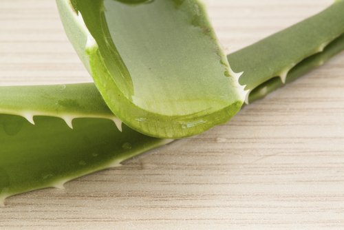 Aloe vera blade