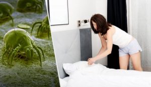 7 tips til reduktion af mider i hjemmet