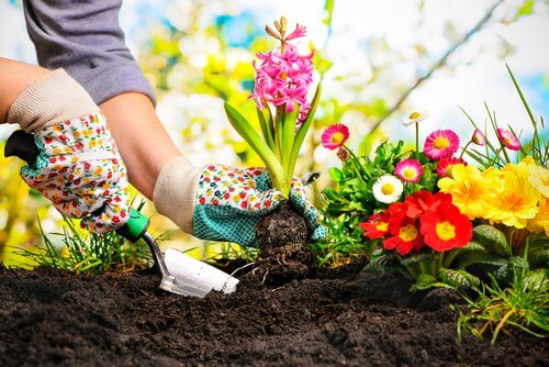 Kvinde der planter blomster
