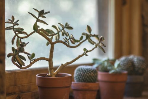 7 fordele ved at have en plante derhjemme
