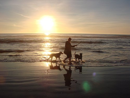 Mand gaar tur med hunde paa stranden
