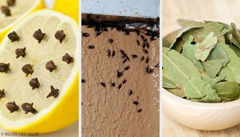 Slip af med irriterende insekter naturligt