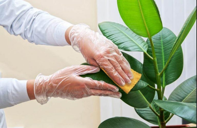 Sådan rengør du dine indendørs planter
