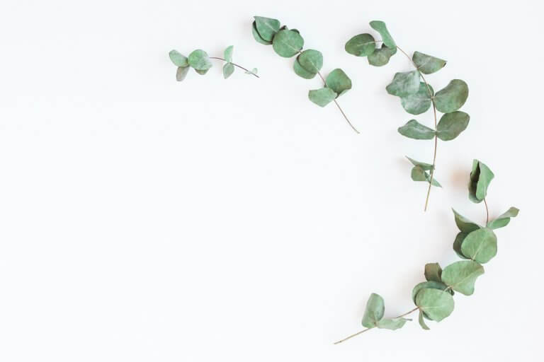 Eukalyptus