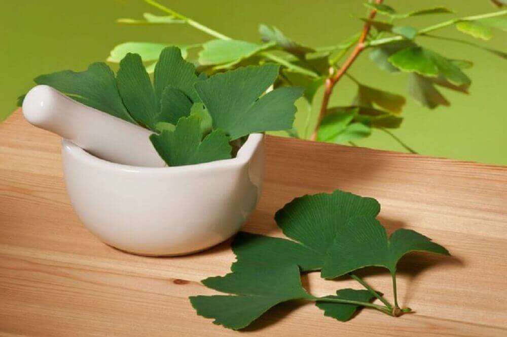 Gingkgo biloba