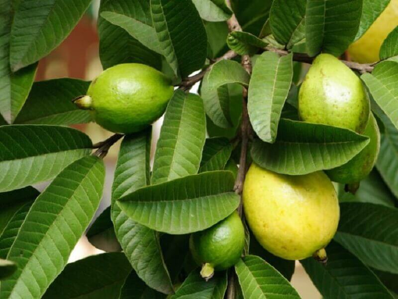 Guava blade