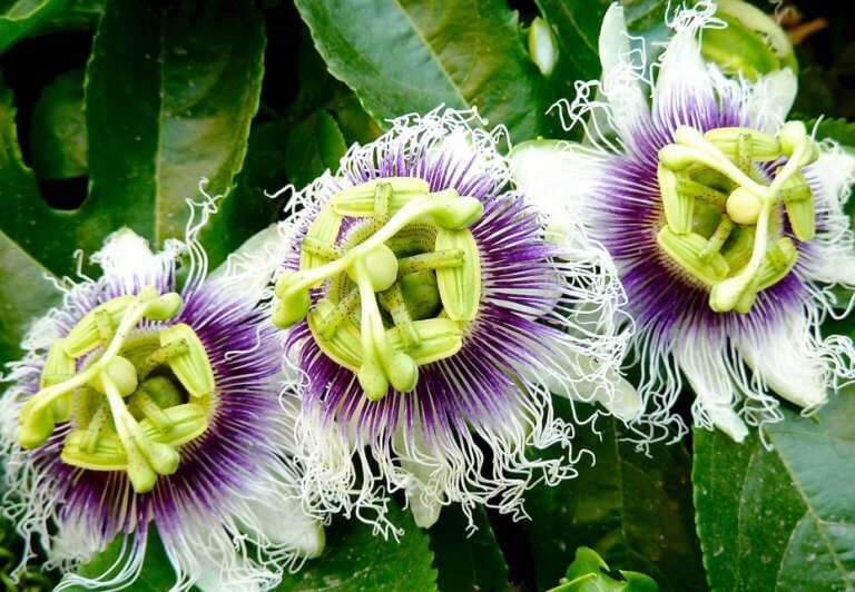 Smukke blomster - kontrollere din angst