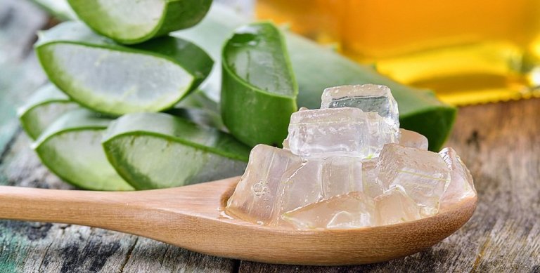 Aloe vera