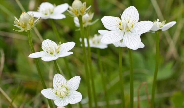 Hvide blomster