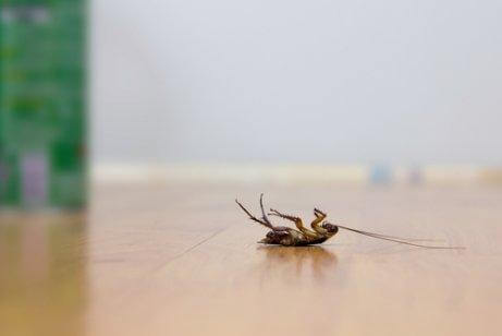 Fire tricks til at holde kakerlakker væk uden insekticider